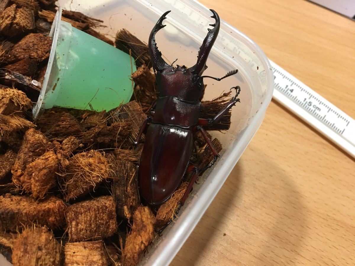 ババオウゴンオニクワガタ 真っ赤！ フォルスター ニシ 62×38 ペア 即 