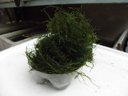 ★♪♪《入金既発送》♪♪【ウィローモスのてんこ盛り(山盛り)】★UM 500_1