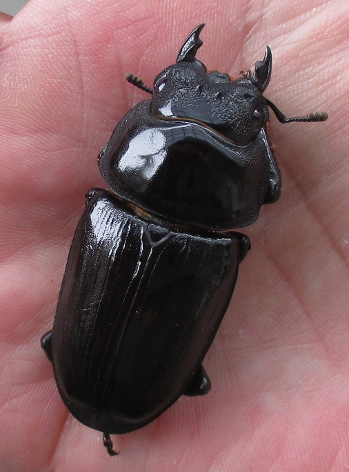 ヤスパース選集18，19 ニーチェ 上 下 二冊 ヤスパース 選集(18・19