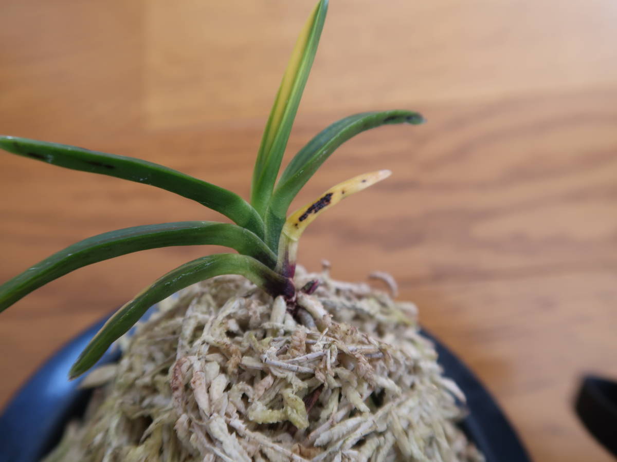 富貴蘭 | 山野草 : 金牡丹縞 (亀谷金牡丹)縞有り！ - 富貴蘭を楽しんで