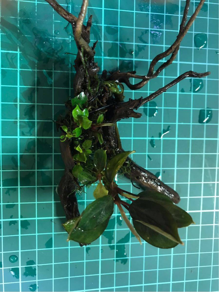 ブセファランドラspパールグレイ複数子株流木活着水中葉