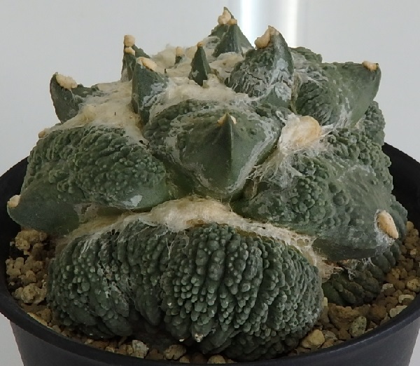 サボテン 多肉植物 花牡丹モンストローサ 自根 13cm 特徴バッチリ