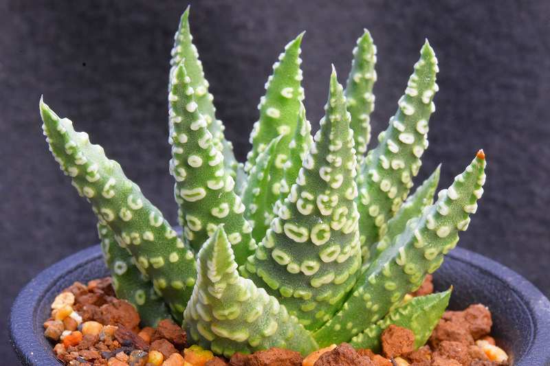 ハオルチア 多肉植物 - パイプの煙 Yahoo!オークション パイプのけむり