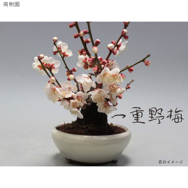 ミニ盆栽 梅 ミニ長寿梅 八重の花盆栽 本店