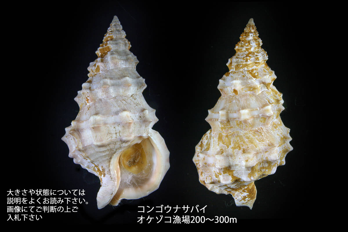 貝の採集と標本作成法 貝標本 超特大 土佐湾の貝 Kai