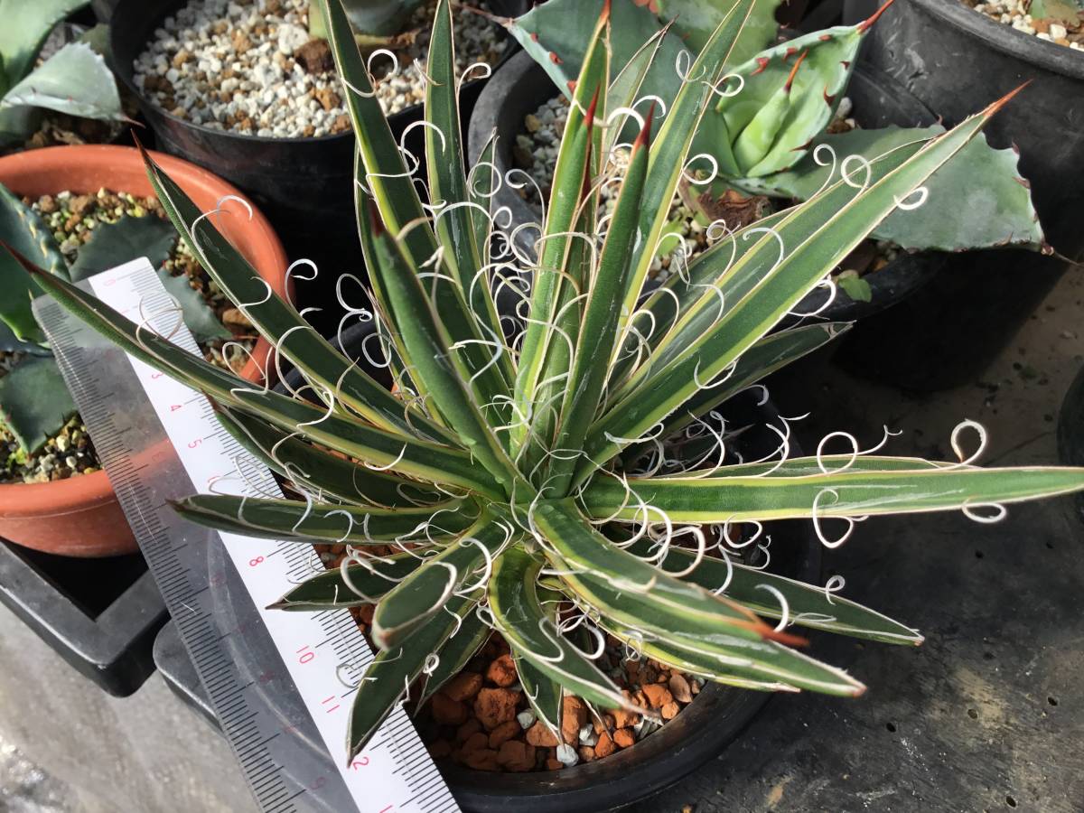 アガベ | 姫乱れ雪 - 黄覆輪 kojimaplants 園芸ネット本店｜アガベ