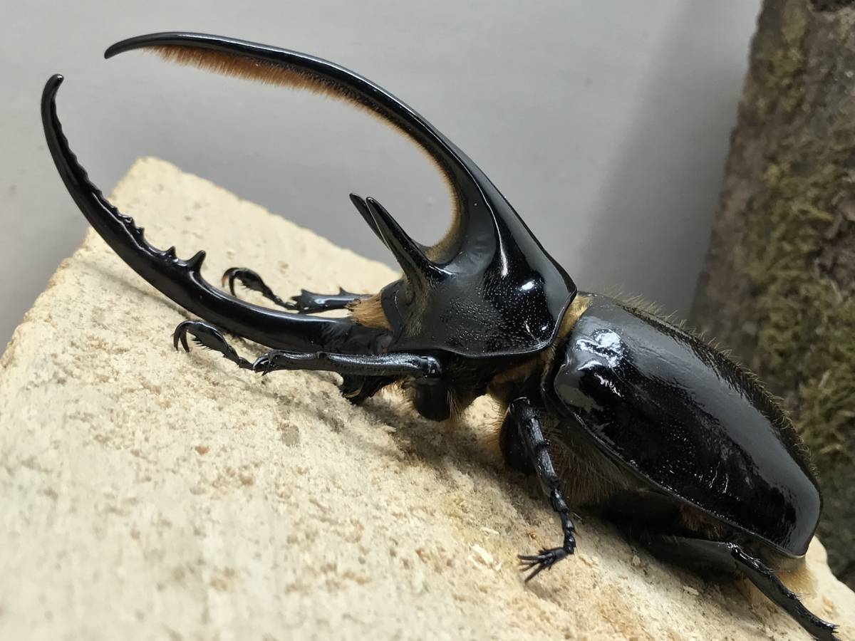 ◇ネプチューン♂◇ その7