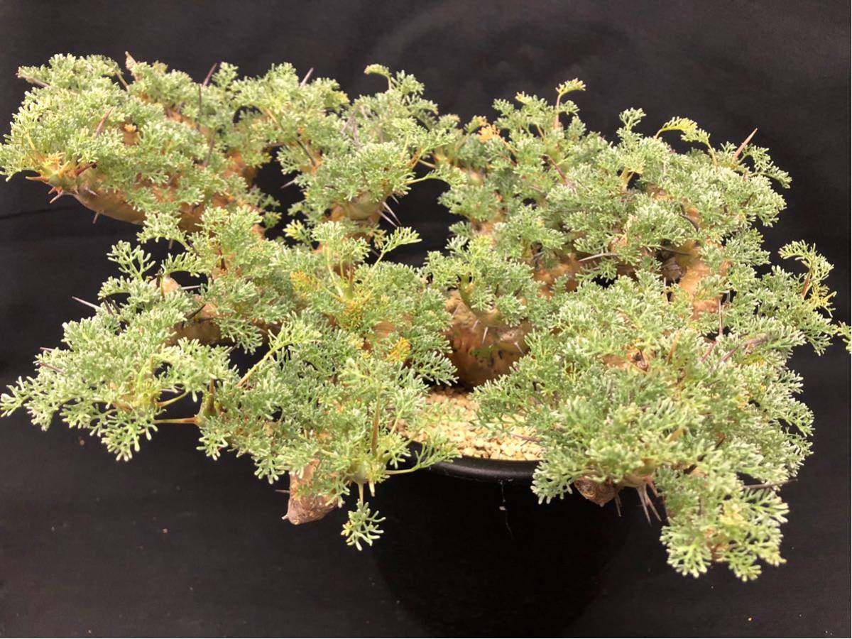 Sarcocaulon ' herrei ' サルコカウロン “ ヘレー ” 大苗 コーデックス