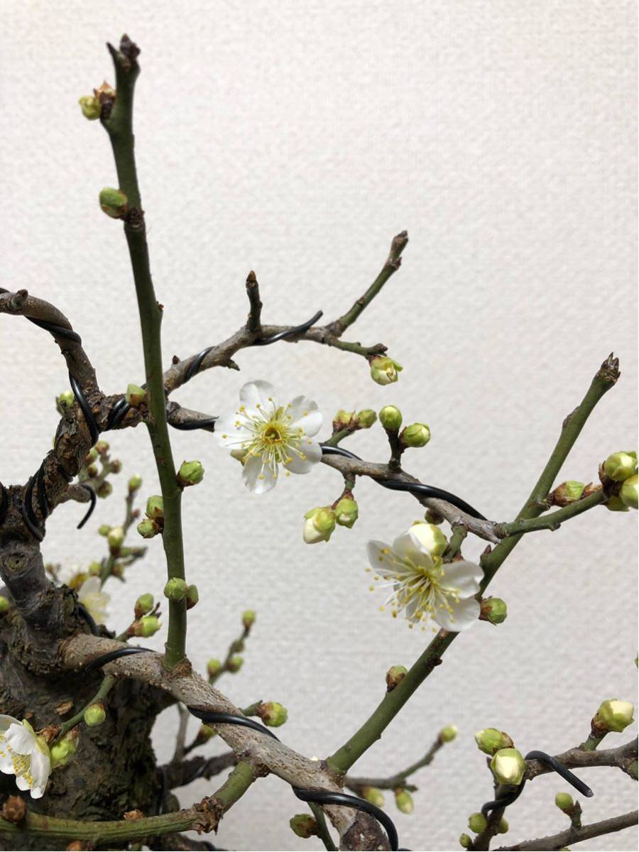 野梅 盆栽