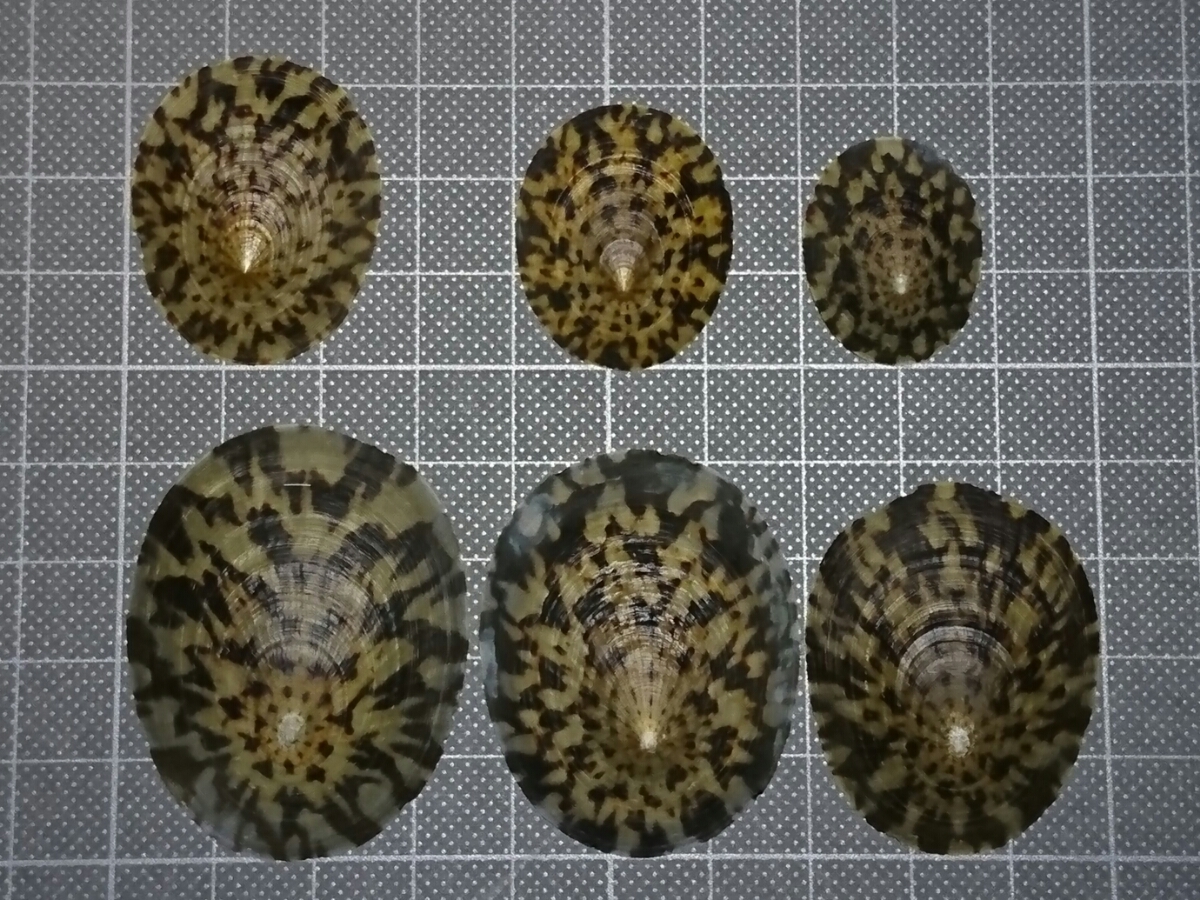 0 - Yahoo!オークション 貝 貝殻 標本 ユキガイ 猪牙 大物の猪です