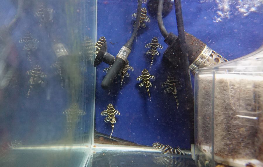 自家産キンペコ稚魚５匹（引取り限定）