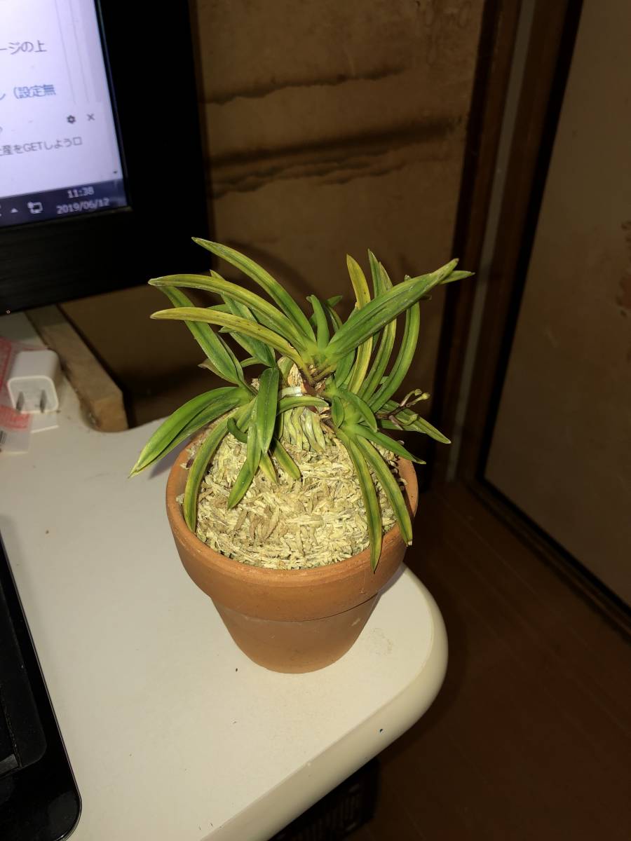 富貴蘭 火影 株立ち 富貴蘭 火影 株立ち 富貴蘭火影 | あいする富貴蘭