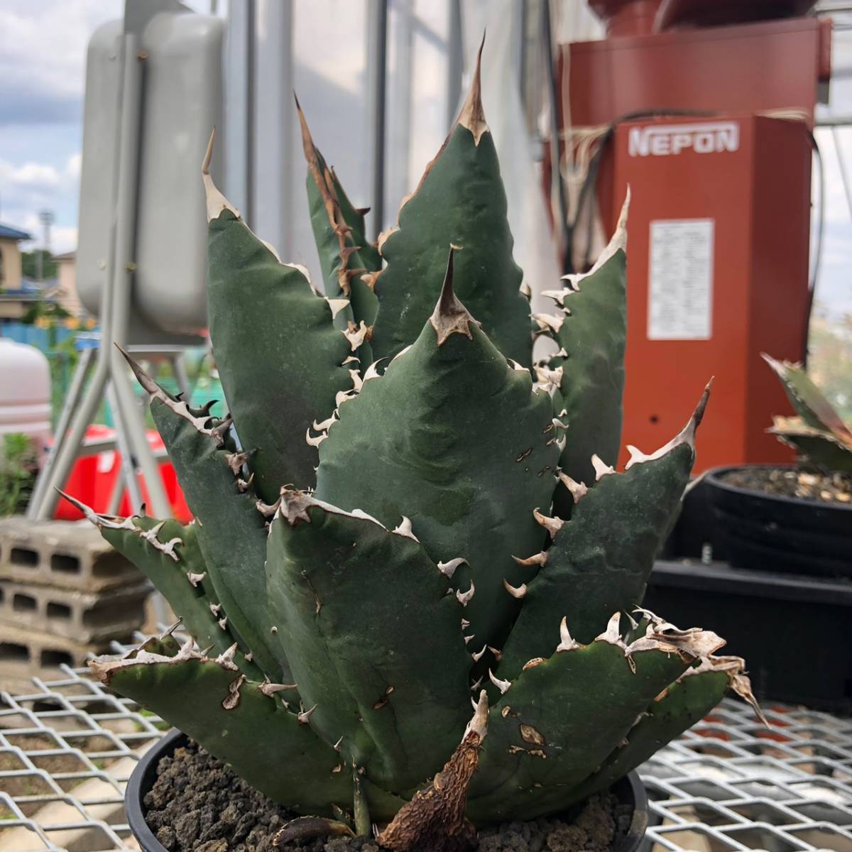 agave アガベ チタノタ FO-76 コンパクト 多肉植物 他多数出品中 agave アガベ チタノタ FO-76 コンパクト 多肉植物 他多数出品中