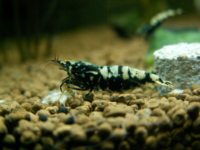 数量限定，お買い得 grace ZEUS shrimp 抱卵個体と若い個体オマケの10匹合計14匹(ビーシュリンプ)｜売買されたオークション情報、yahooの商品情報をアーカイブ公開 - オークファン ビーシュリンプ