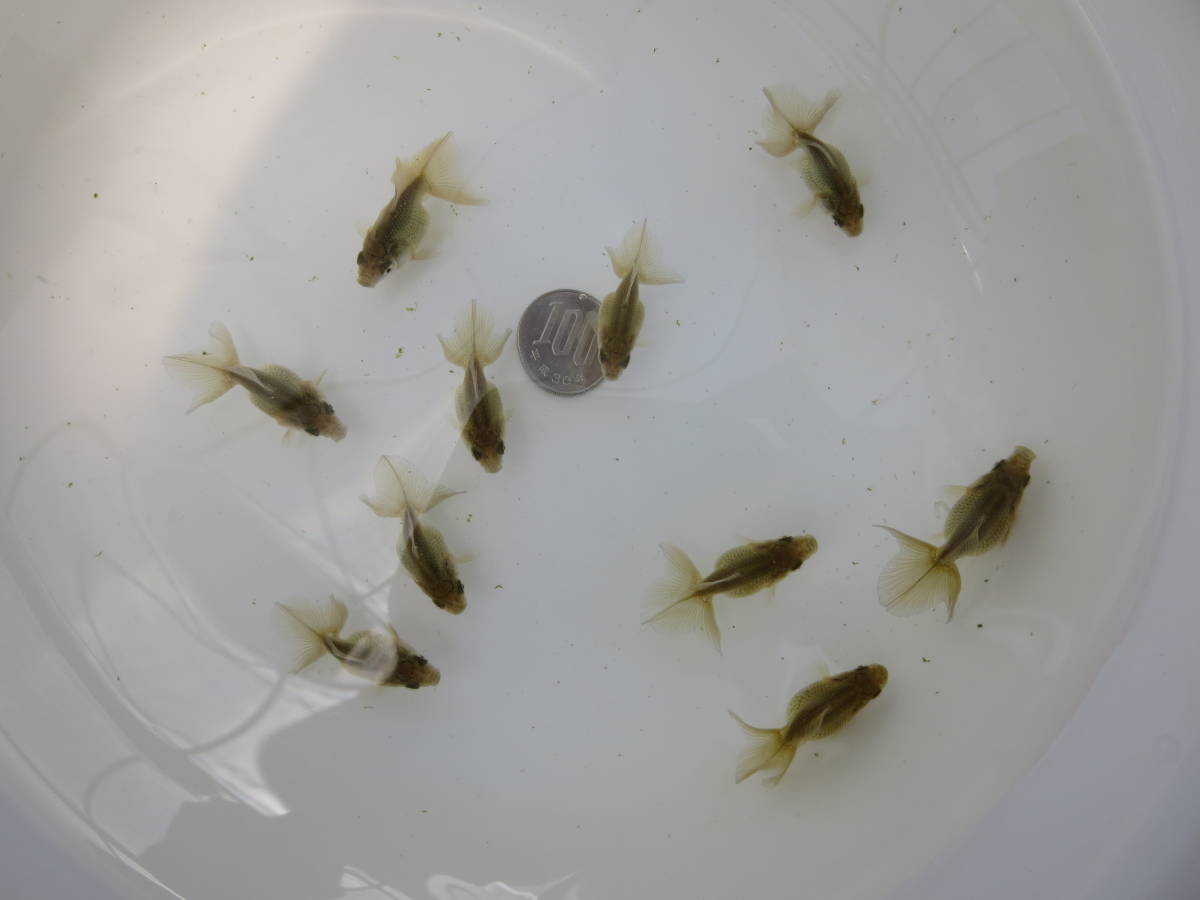 超激得，定番 土佐錦 土佐金稚魚10匹丸鉢飼育A(その他)｜売買されたオークション情報、yahooの商品情報をアーカイブ公開 - オークファン その他
