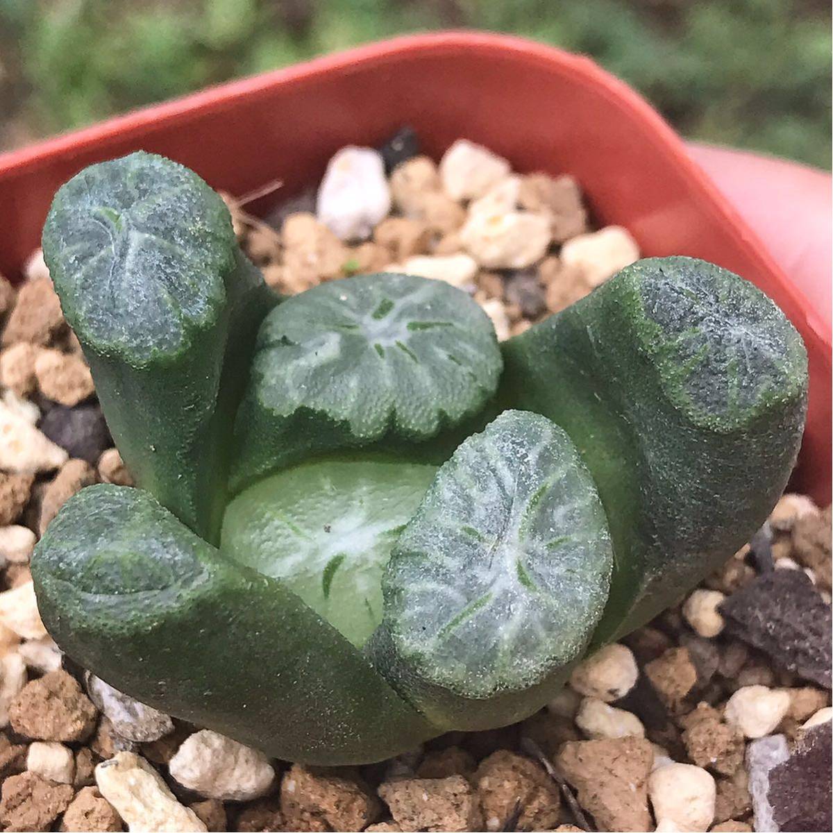 e55 【自家採取】Euphorbia sapinii/ユーフォルビア サピニー種子10粒