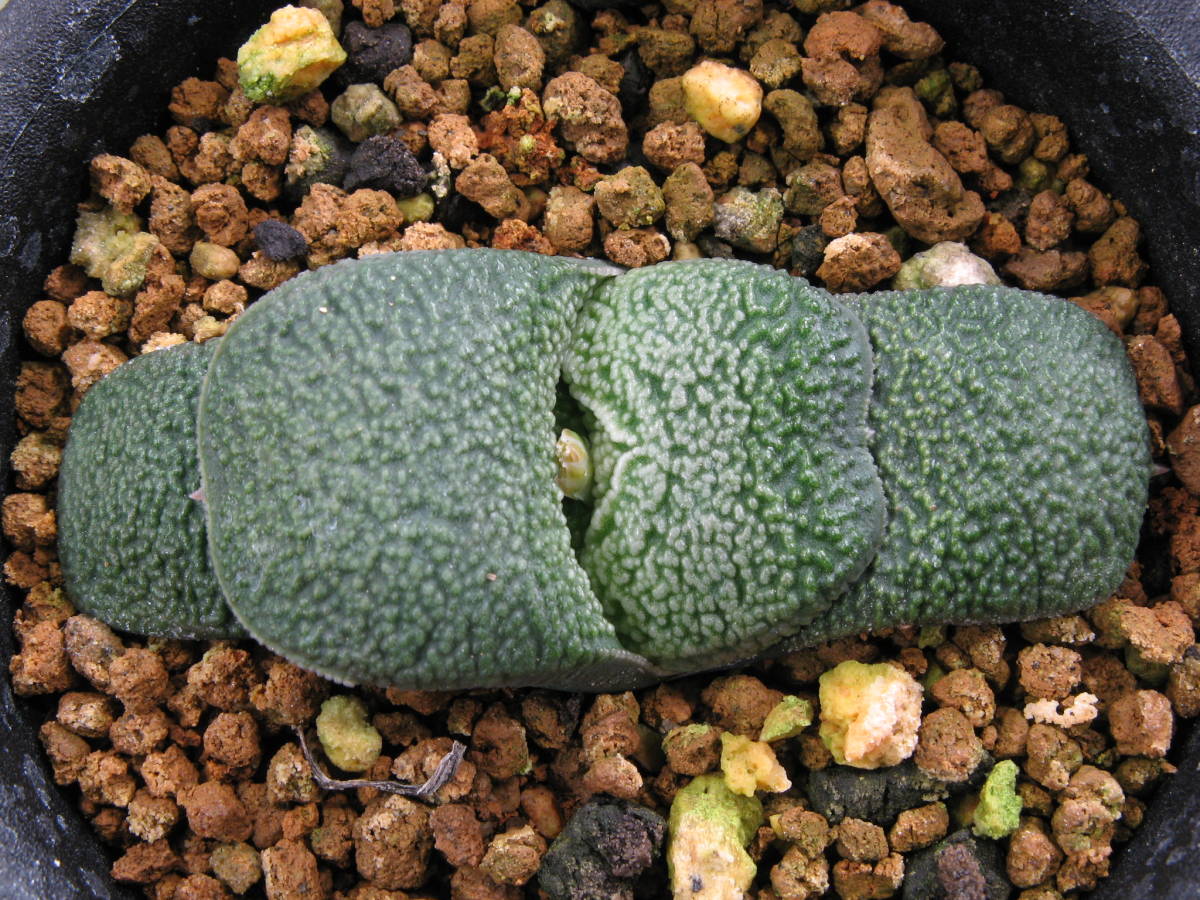 ガステリア | 臥牛 （≧∇≦）多肉植物 パールtype 臥牛（パール系