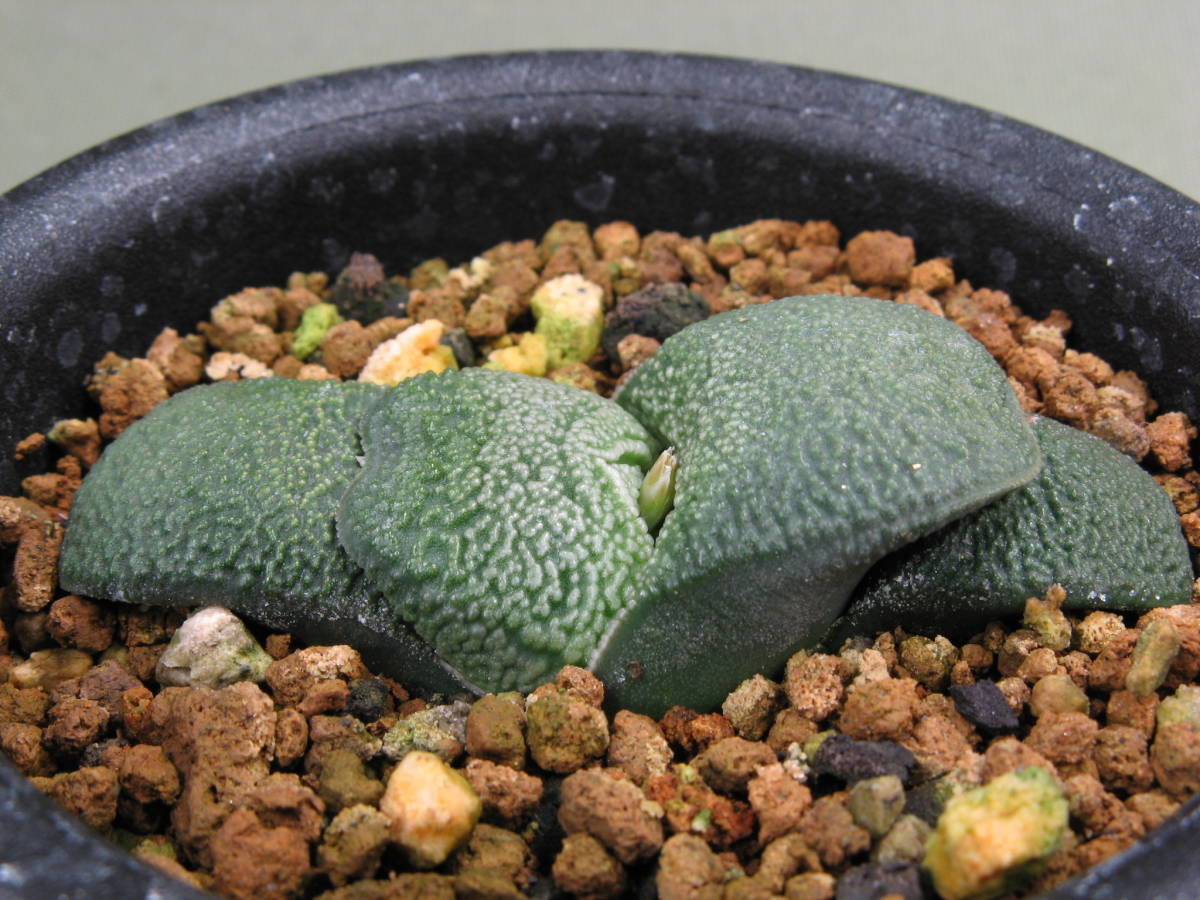 ガステリア | 臥牛 （≧∇≦）多肉植物 パールtype 臥牛（パール系