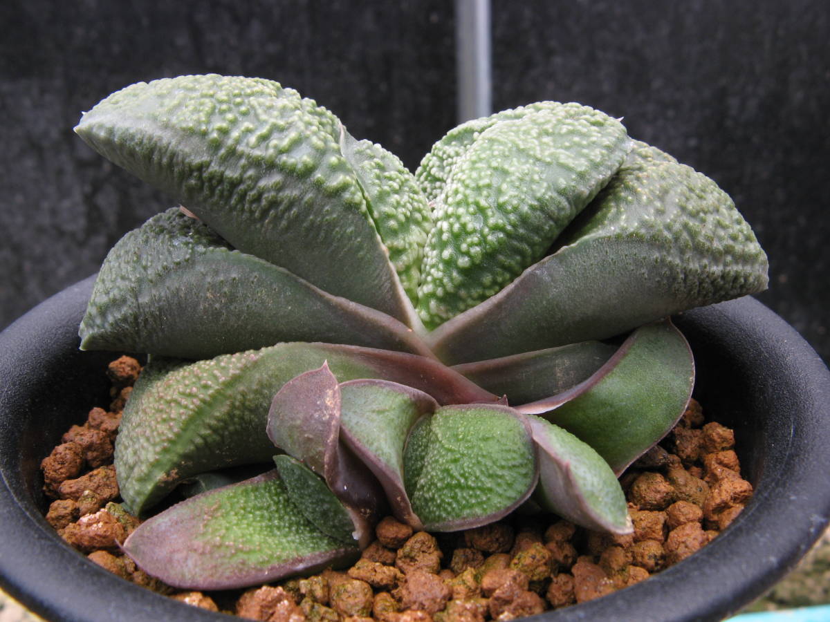 ガステリア　パール臥牛錦 ガステリア | 臥牛 （≧∇≦）多肉植物 パールtype 臥牛（パール系