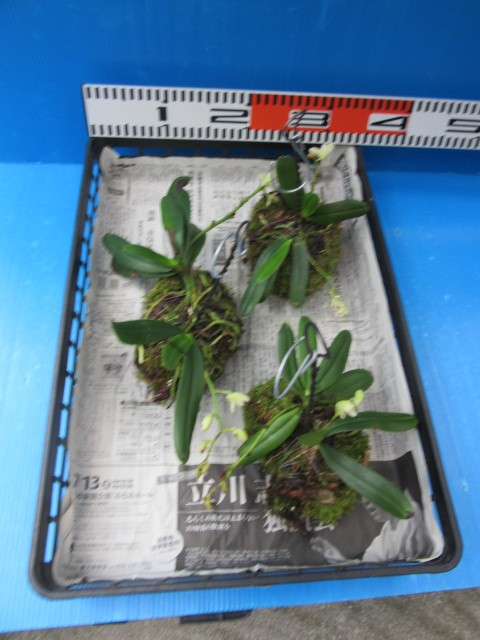☆山野草 着生蘭☆超珍品ナゴラン超特大、豹柄花1 山野草 ⁄ 山野草の