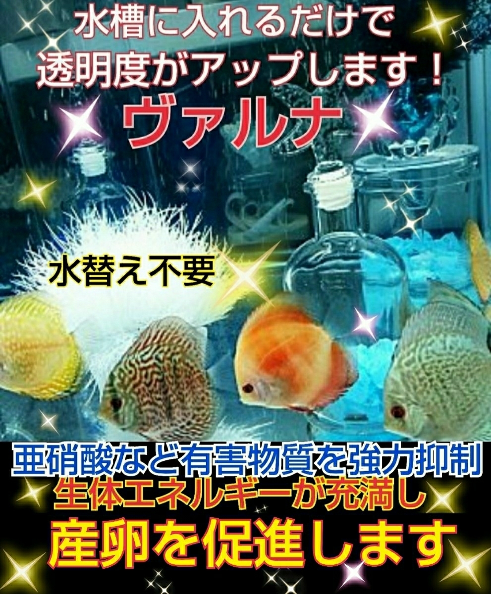 水槽の水が綺麗になります！売れてます！【ヴァルナ8センチ】病原菌や感染症を強力抑制！透明度がアップし生体が活性化！水替え不要に！
