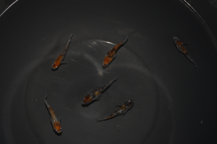 正規品，新作登場 めだかの空豆 雲海 ３ペア NO.４(めだか)｜売買されたオークション情報、yahooの商品情報をアーカイブ公開 - オークファン めだか