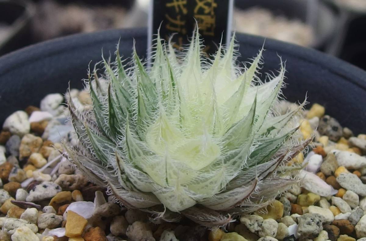 新作入荷，定番人気 セタタ交配錦&times;ギガス系 ハオルチア ハオルシア 多肉植物(サボテン)｜売買されたオークション情報、yahooの商品情報をアーカイブ公開 - オークファン サボテン