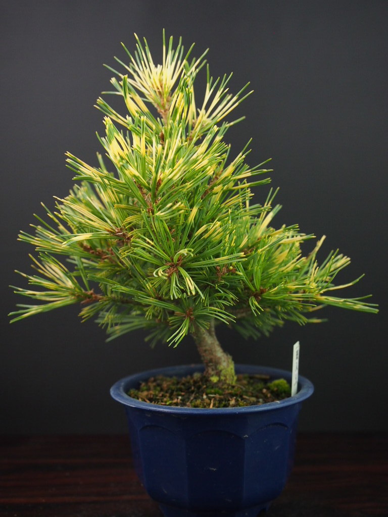 五葉松 斑入り 盆栽 8号陶器鉢つき 美形❗ ペア盆栽 五葉松と長寿梅