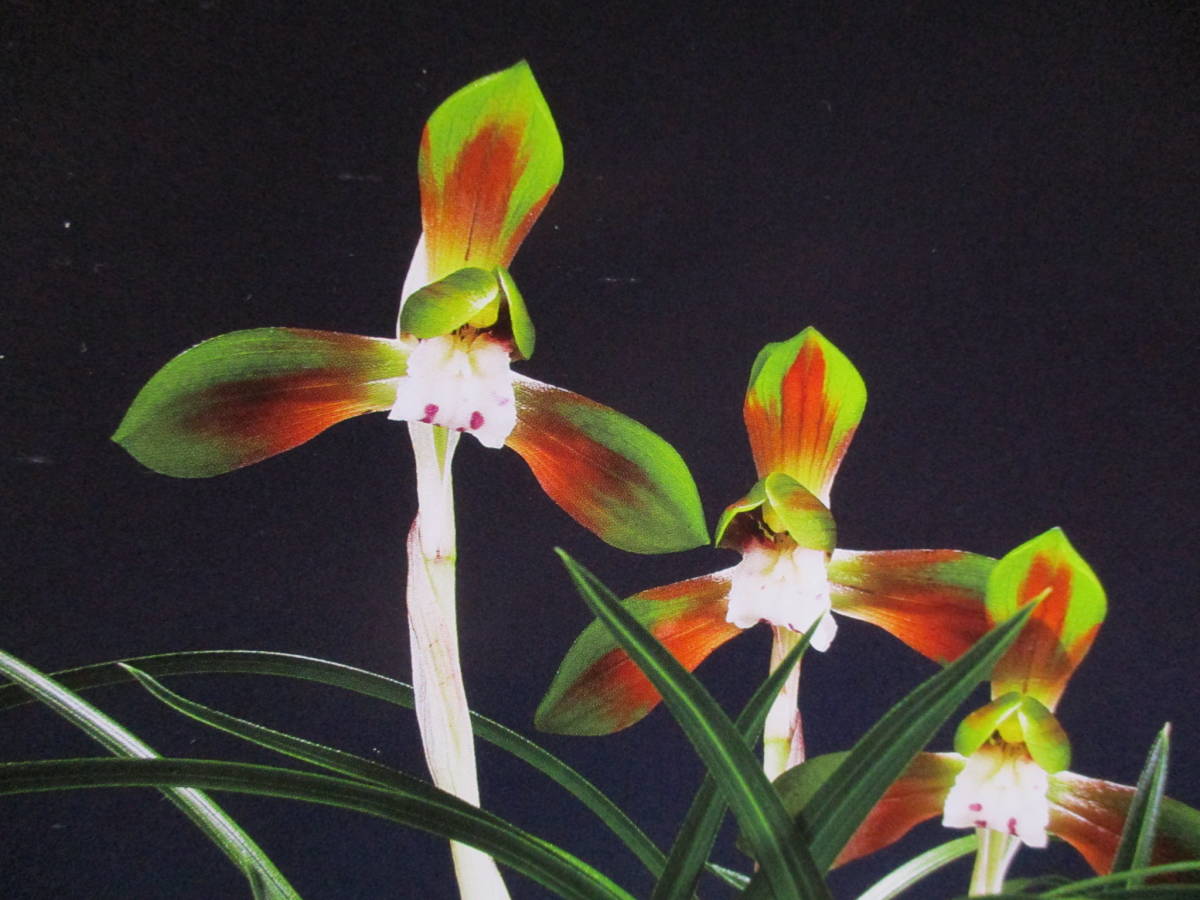 春蘭・寒蘭・日本春蘭・韓国春蘭登録複色花品種「神秘」上木4篠