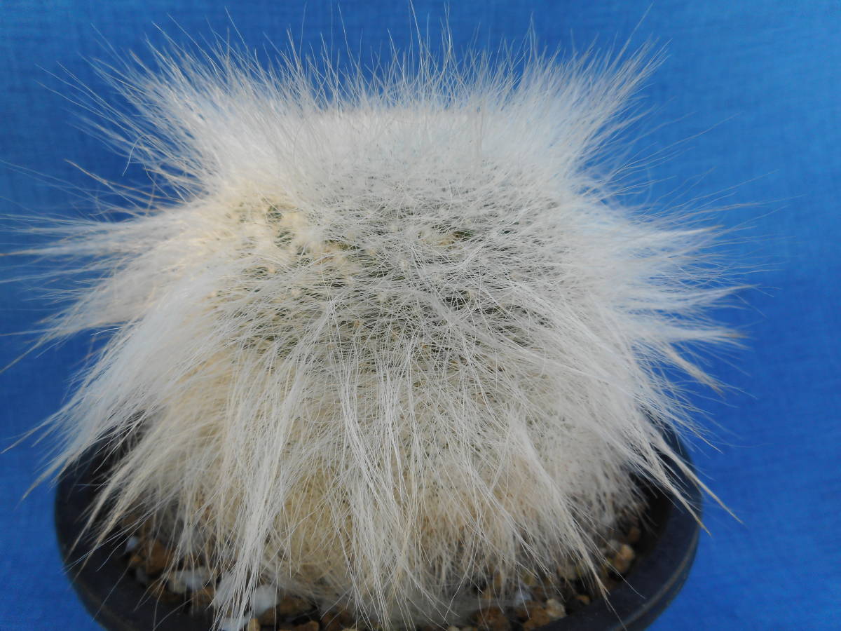 サボテン多肉植物　穴原玉翁殿