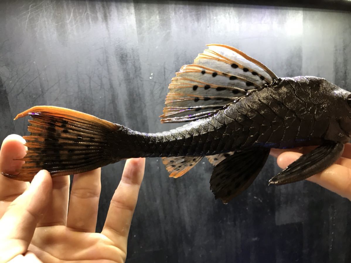 キクラフォーゴ27cm± キクラフォーゴ27cm±