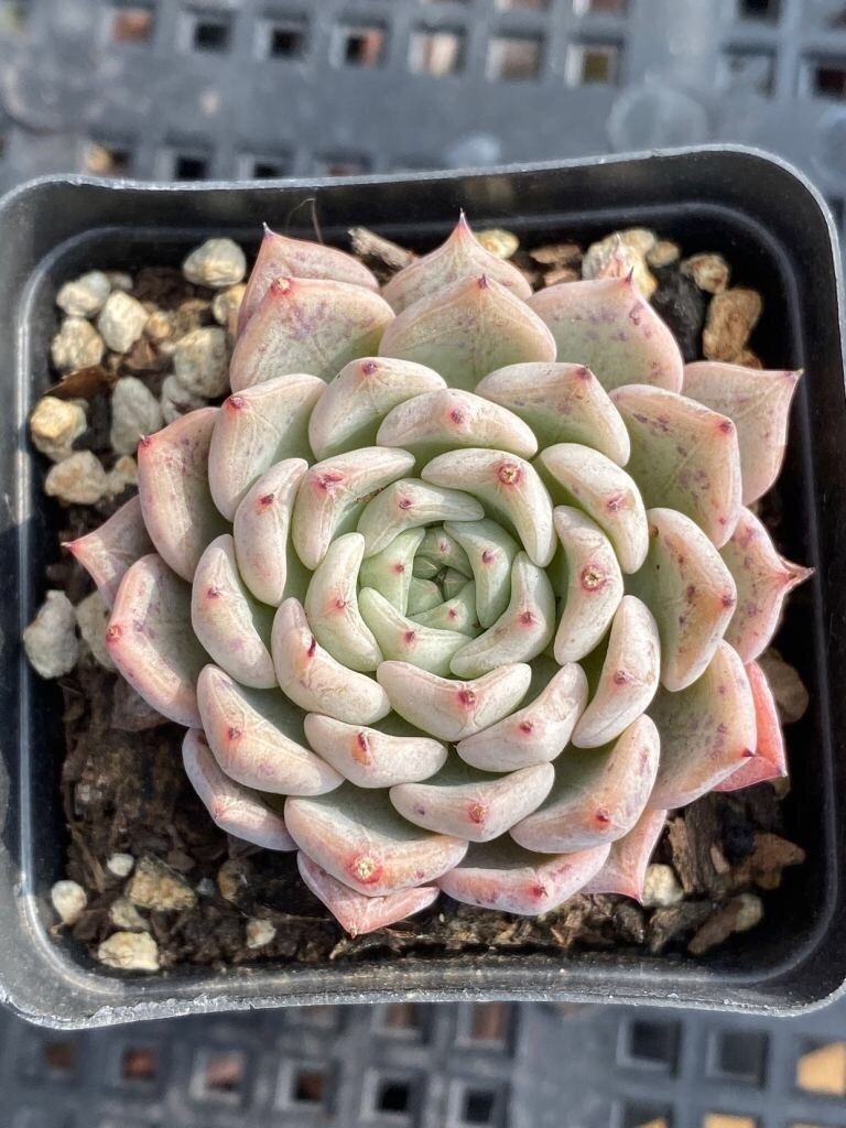 【趣味家の自ら作った交配種】E3沙羅姫牡丹 xエレガンス エケベリア 多肉植物_1