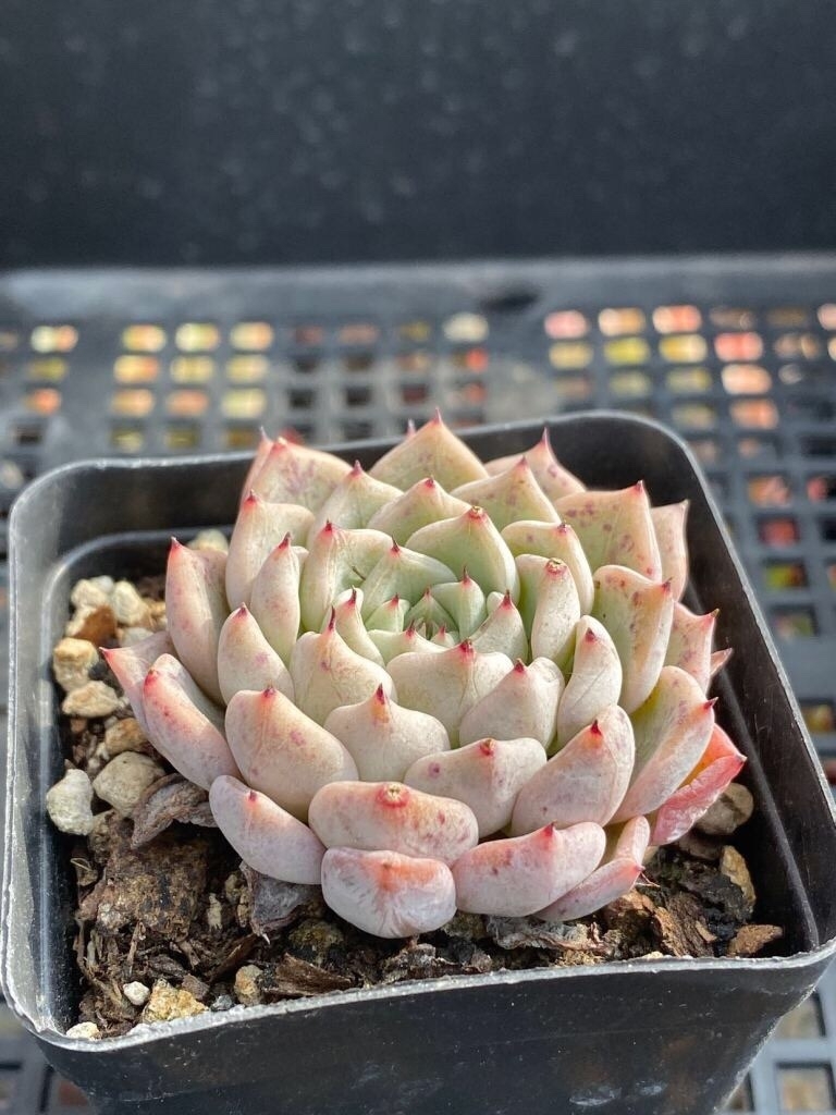 【趣味家の自ら作った交配種】E3沙羅姫牡丹 xエレガンス エケベリア 多肉植物_2