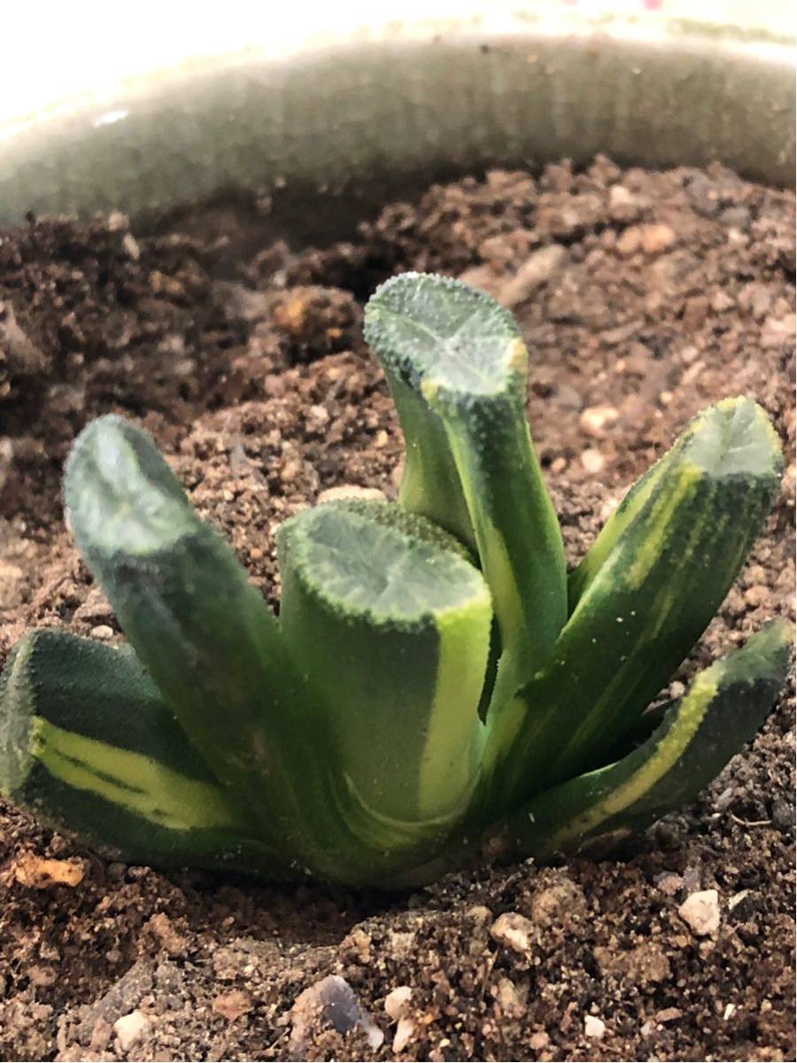 多肉植物 ハオルチア 雪葵万象錦|花、園芸 多肉植物 ハオルチア 雪葵万象錦|花、園芸