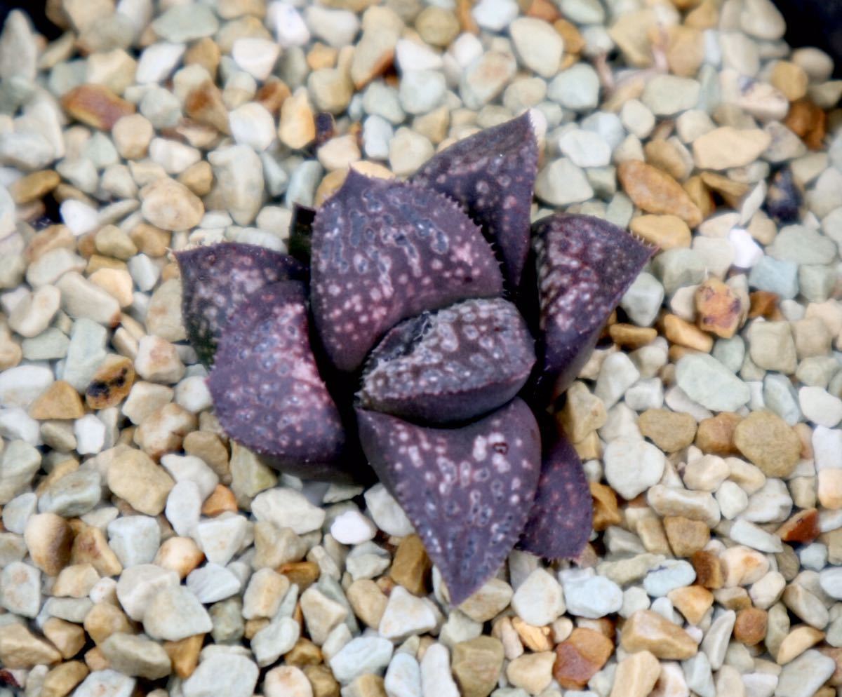 ○○サボテン マクドガリー Ortegocactus macdougallii カキコ 自根 ○○