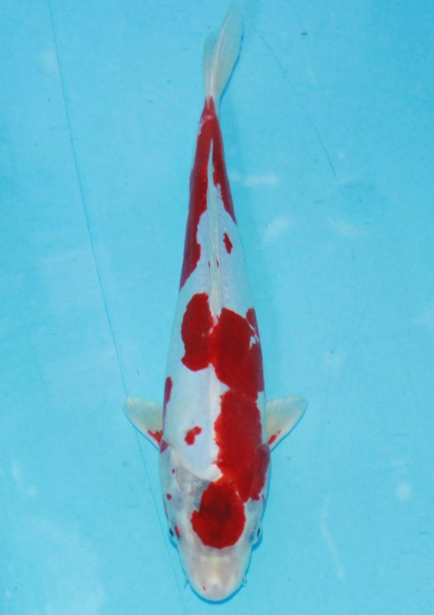 Yahoo!オークション (魚類、水生生物) 「◎菊水」錦鯉 の落札 ☆坂本屋 