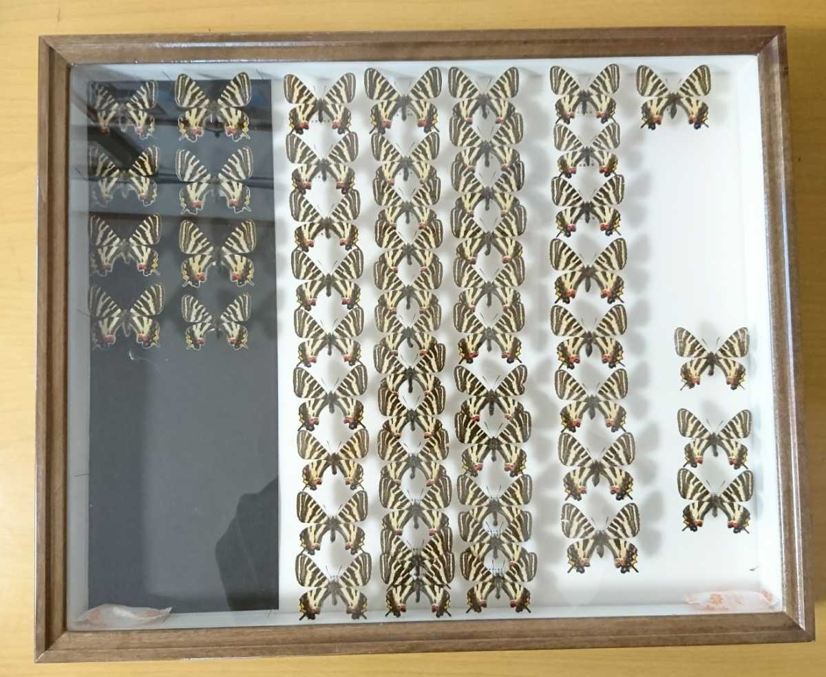 ギフチョウ 昆虫標本 蝶の標本 アクリルフレーム 岐阜チョウ 蝶 : 標本