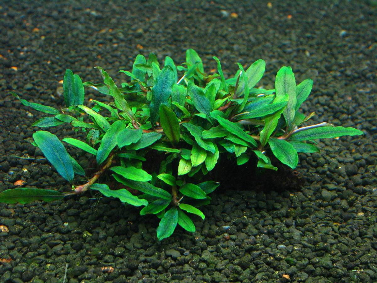 驚きの破格値，安い Grass Gate ブセファランドラsp. クアラクアヤン TYPEI 溶岩石(その他)｜売買されたオークション情報、yahooの商品情報をアーカイブ公開 - オークファン その他
