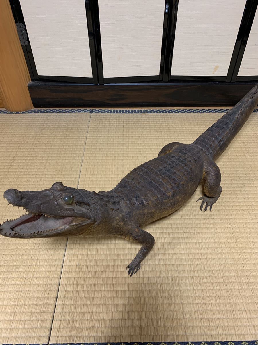 剥製 鰐 置物 ワニの剥製 オブジェ ワニ インテリア アンティーク