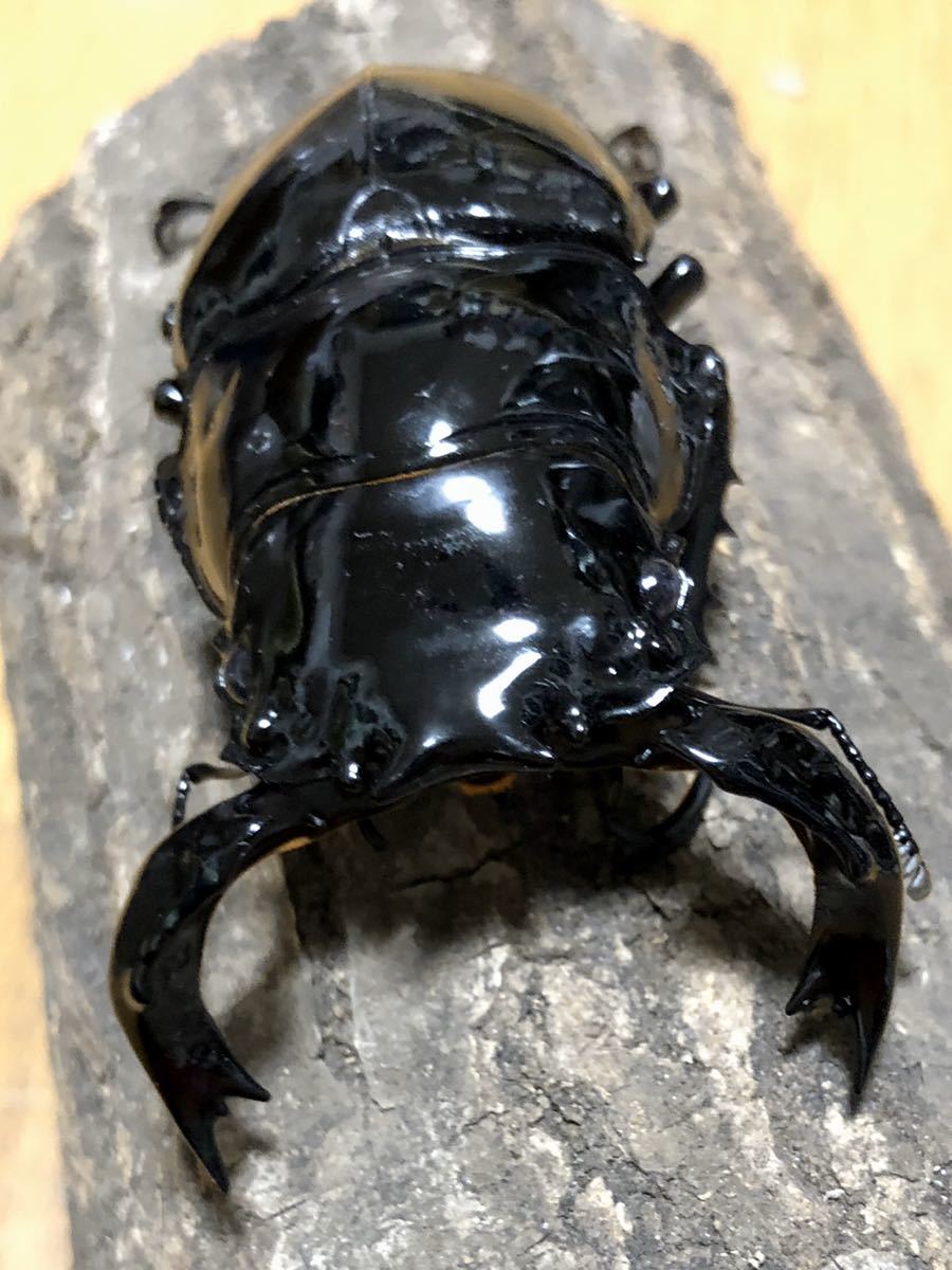  M.タランドゥス♂75♀52 49 49 48セット(外国産)｜売買されたオークション情報、yahooの商品情報をアーカイブ公開 - オークファン 外国産