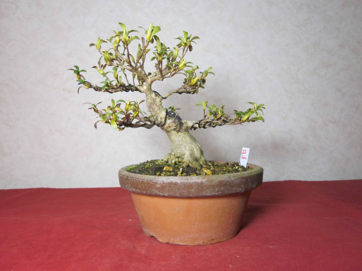 真柏 シンパク（紀州） 中品 【公式通販】