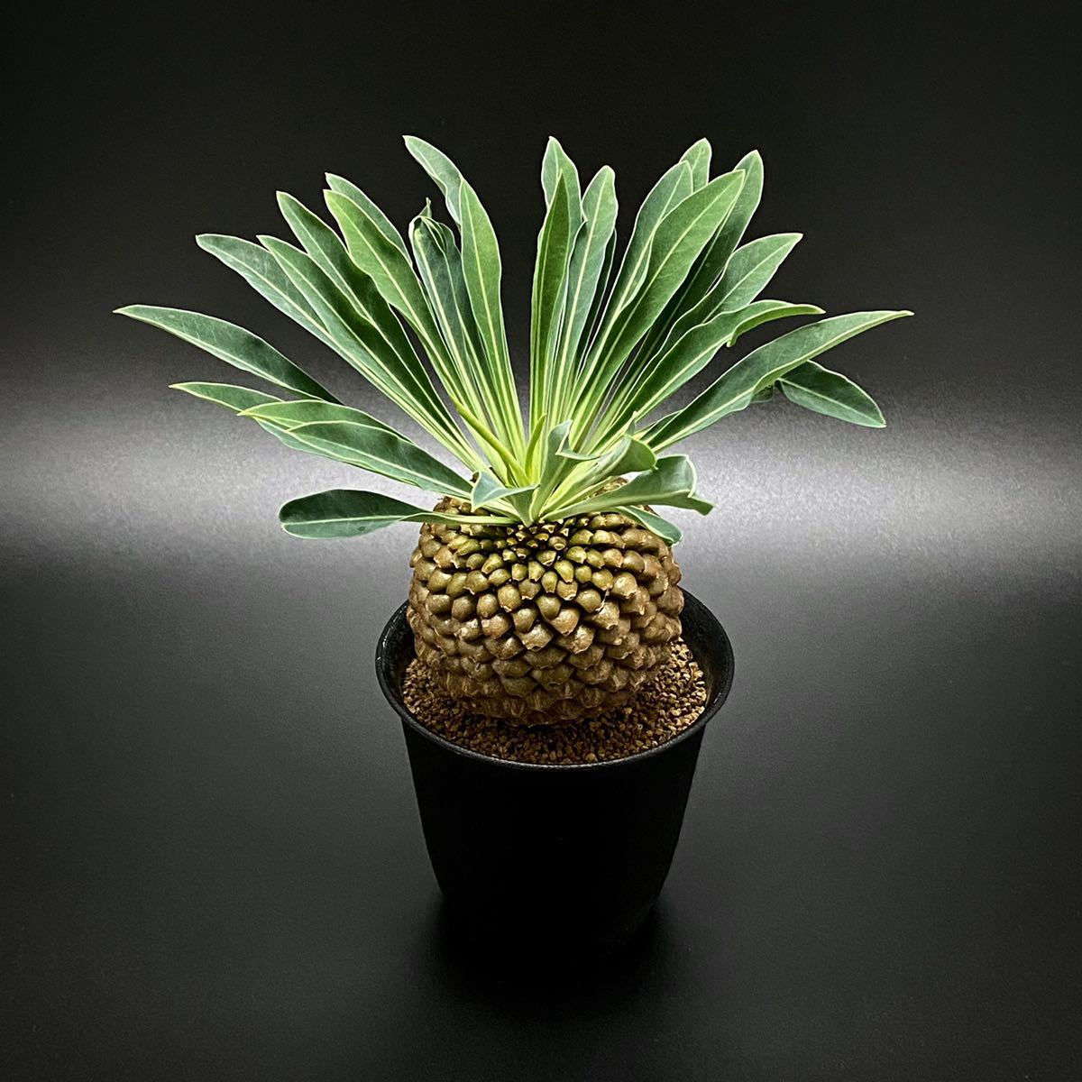 ユーフォルビア bupleurifolia ユーフォルビア 鉄甲丸 ユーフォルビア 