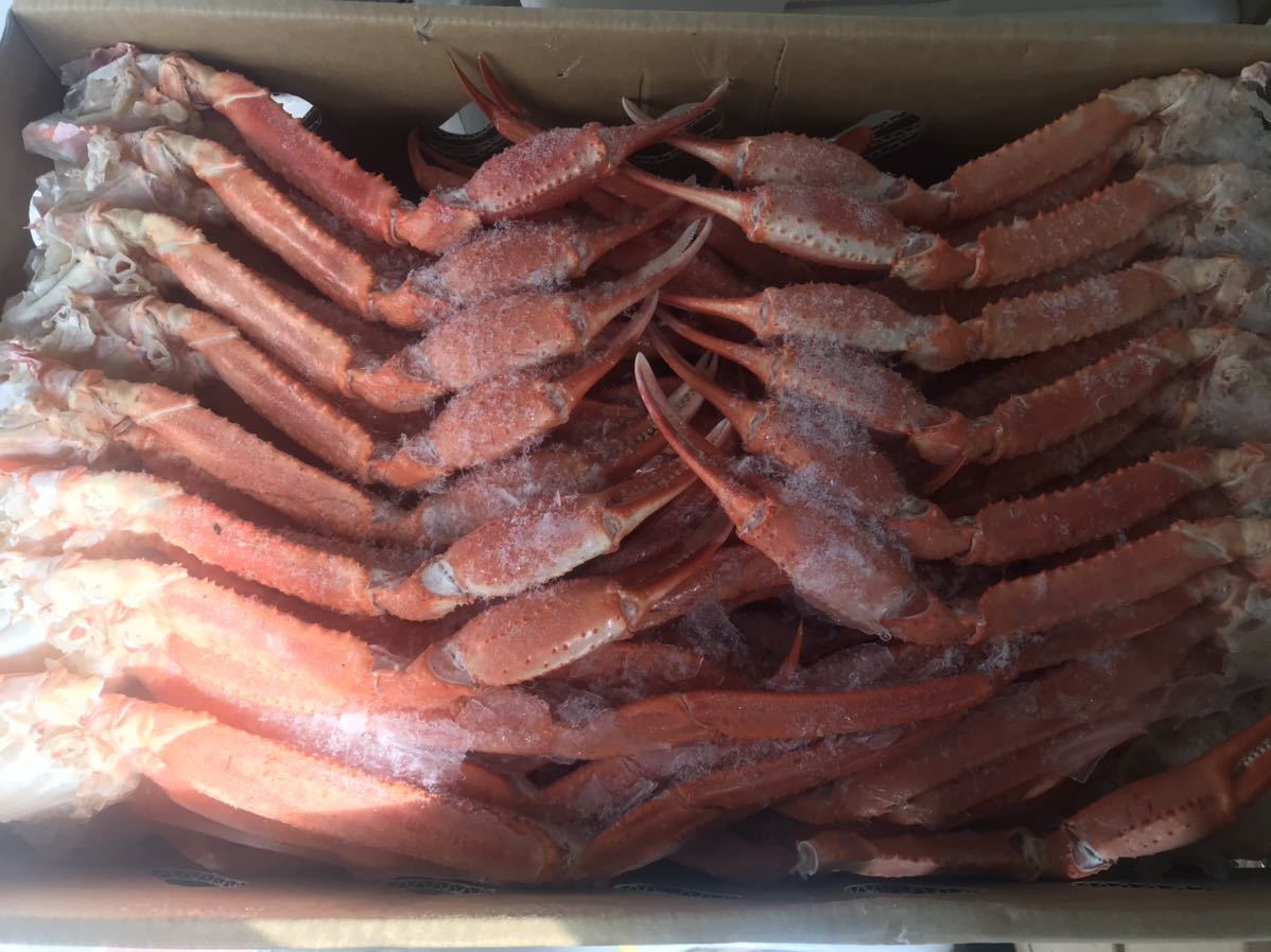 年末発送】訳あり紅ズワイガニ 肩 5kg 35〜50肩前後入れ 冷凍 ボイル