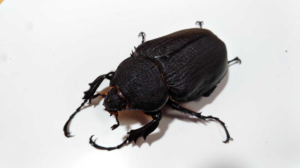 アクティオンゾウカブト ♀80㎜ 単品 (レックスゾウカブト）