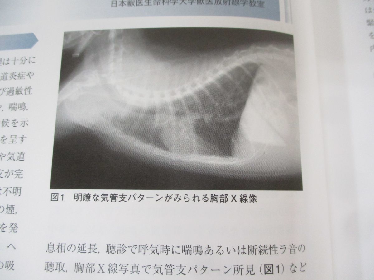 犬と猫の治療ガイド | SA BOOKS Medicine no : 書籍制作・販売 ｜ Mori