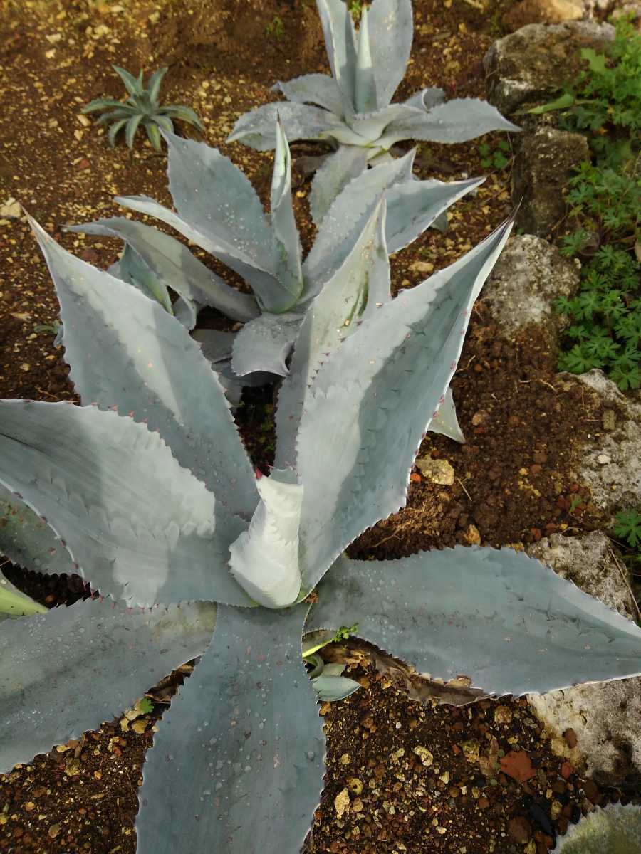観葉植物 ホワイトアガベ フランゾシニー 大株