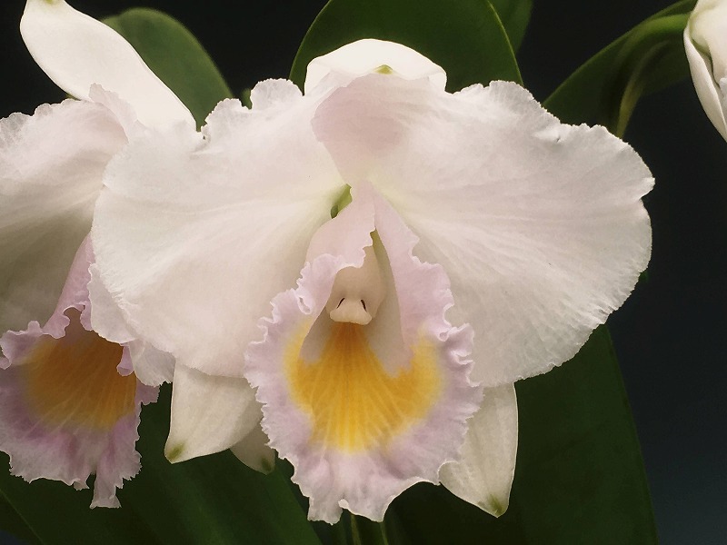 洋蘭 原種 カトレア C. walkeriana f. aquinii Gifu 洋蘭 原種