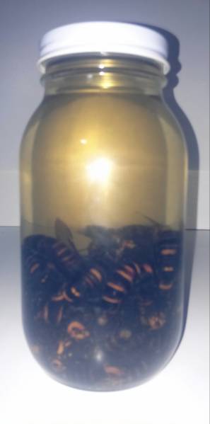 オオスズメバチ ③オオスズメバチ入り焼酎 900ml - メルカリ 焼酎漬け