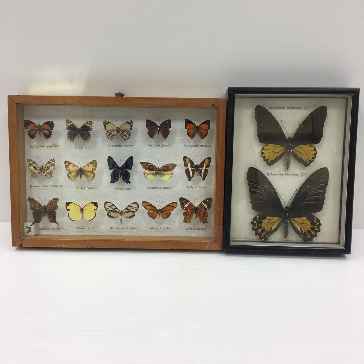 【中古】蝶 標本 17匹_1