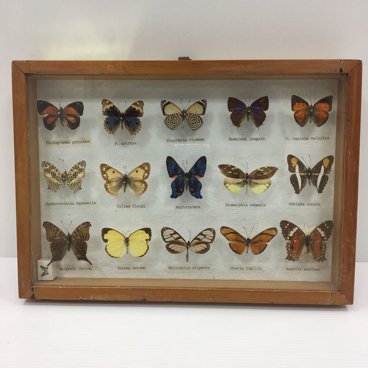 【中古】蝶 標本 17匹_2